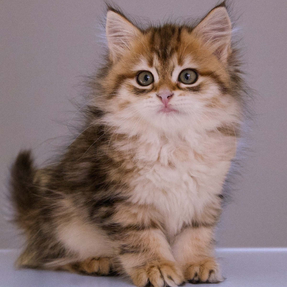 Black Corin Classic tabby female kitten looking at the camera