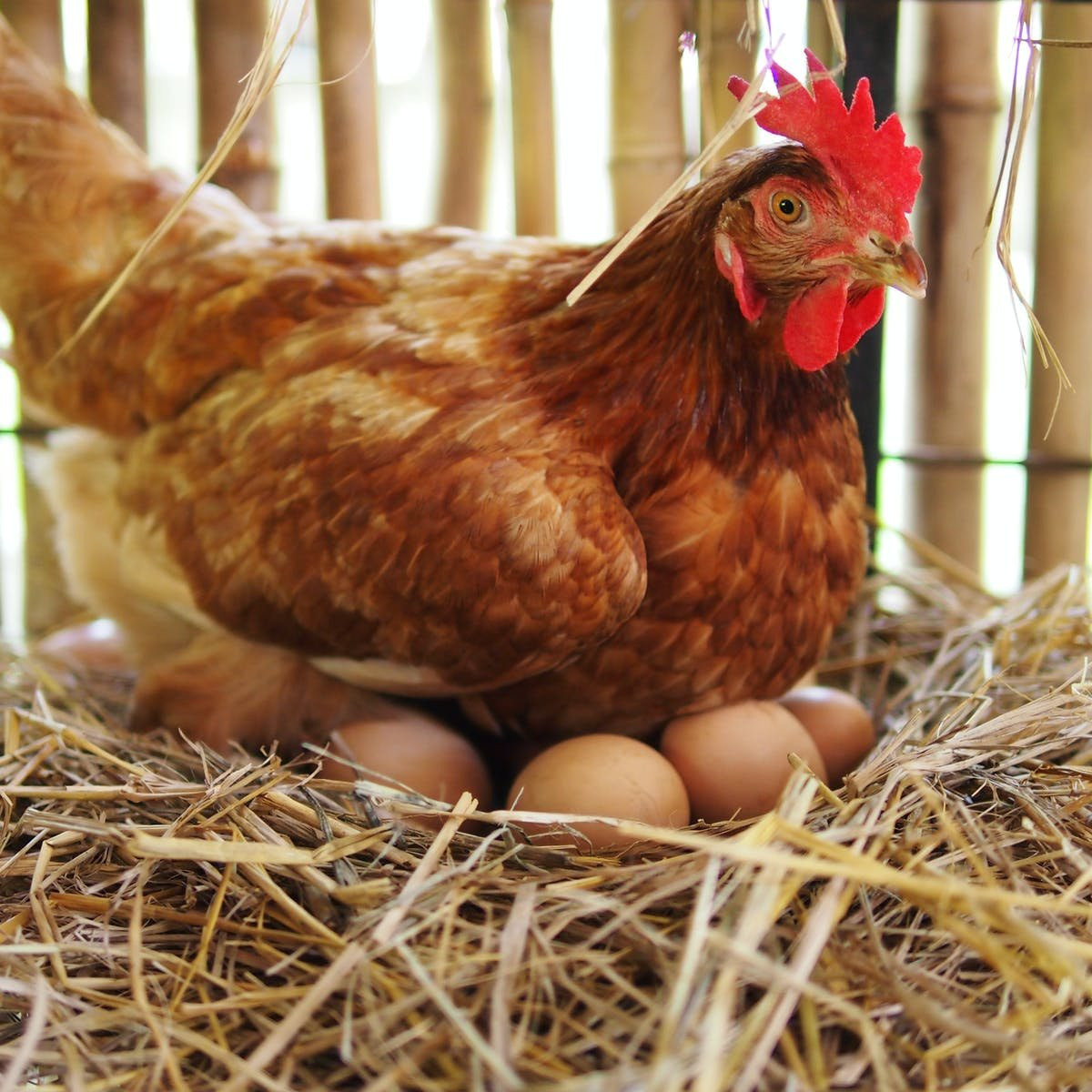 Prime Organic supplement for Poultry Livestock. Boost Plant Growth with Organic Fertilizers: Our Effective Solution