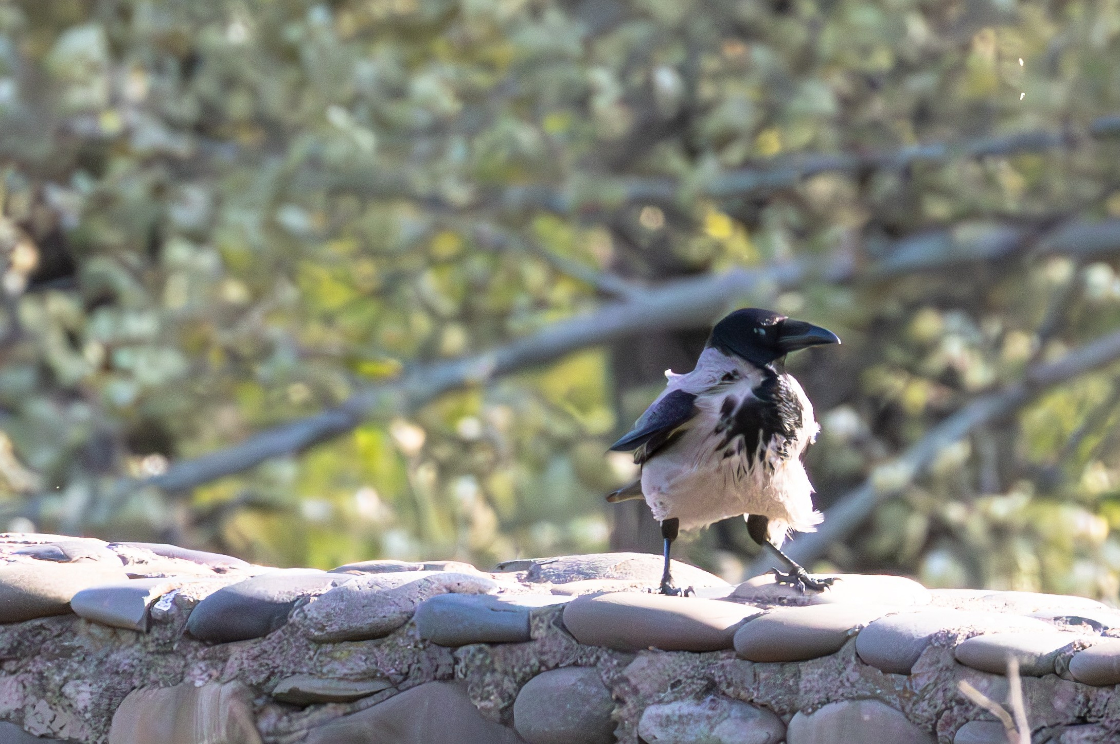 გასეირნება რუსთავის პარკში. FramefreeMan