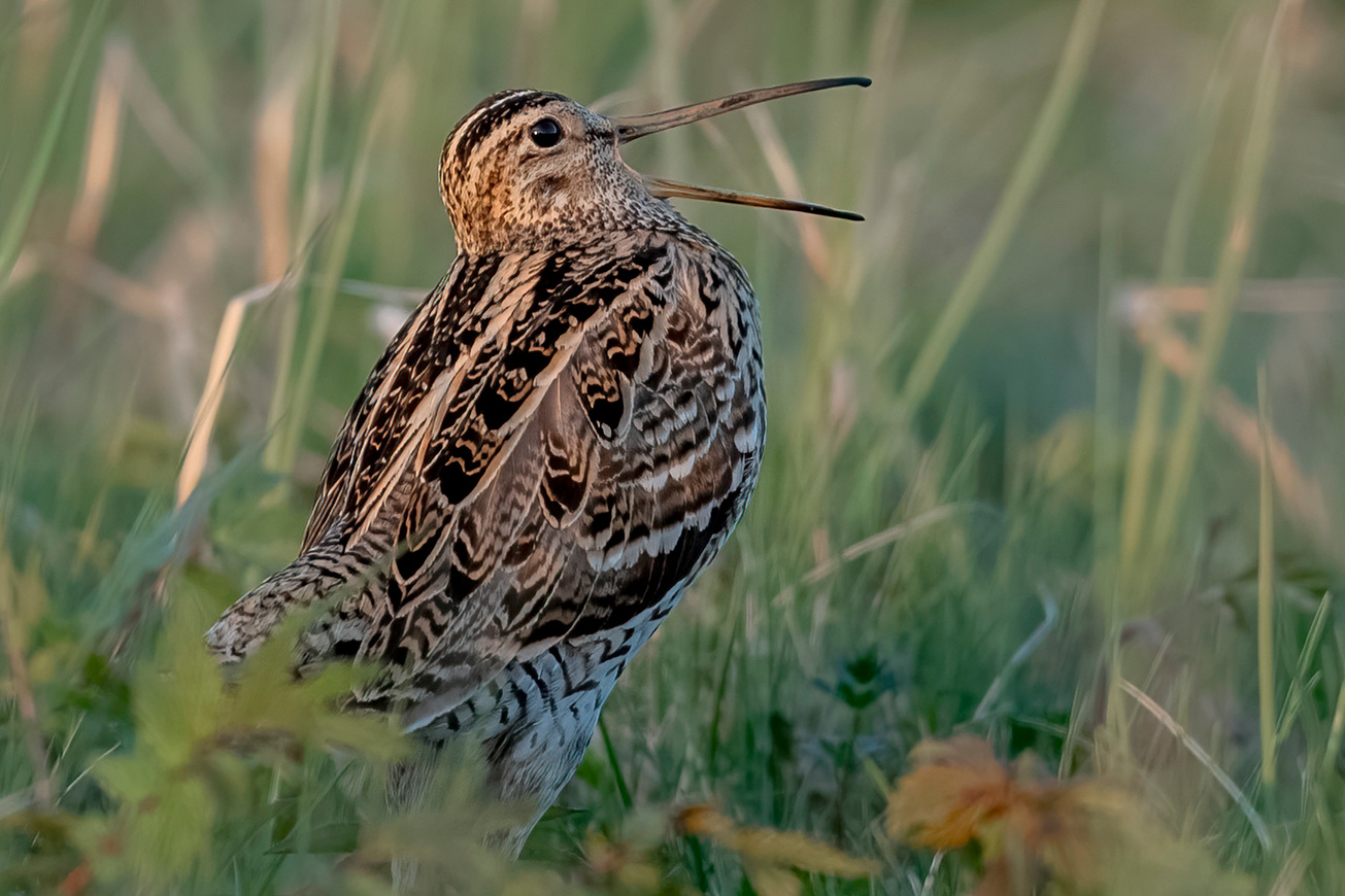 Great snipe, Andrejs Jesko