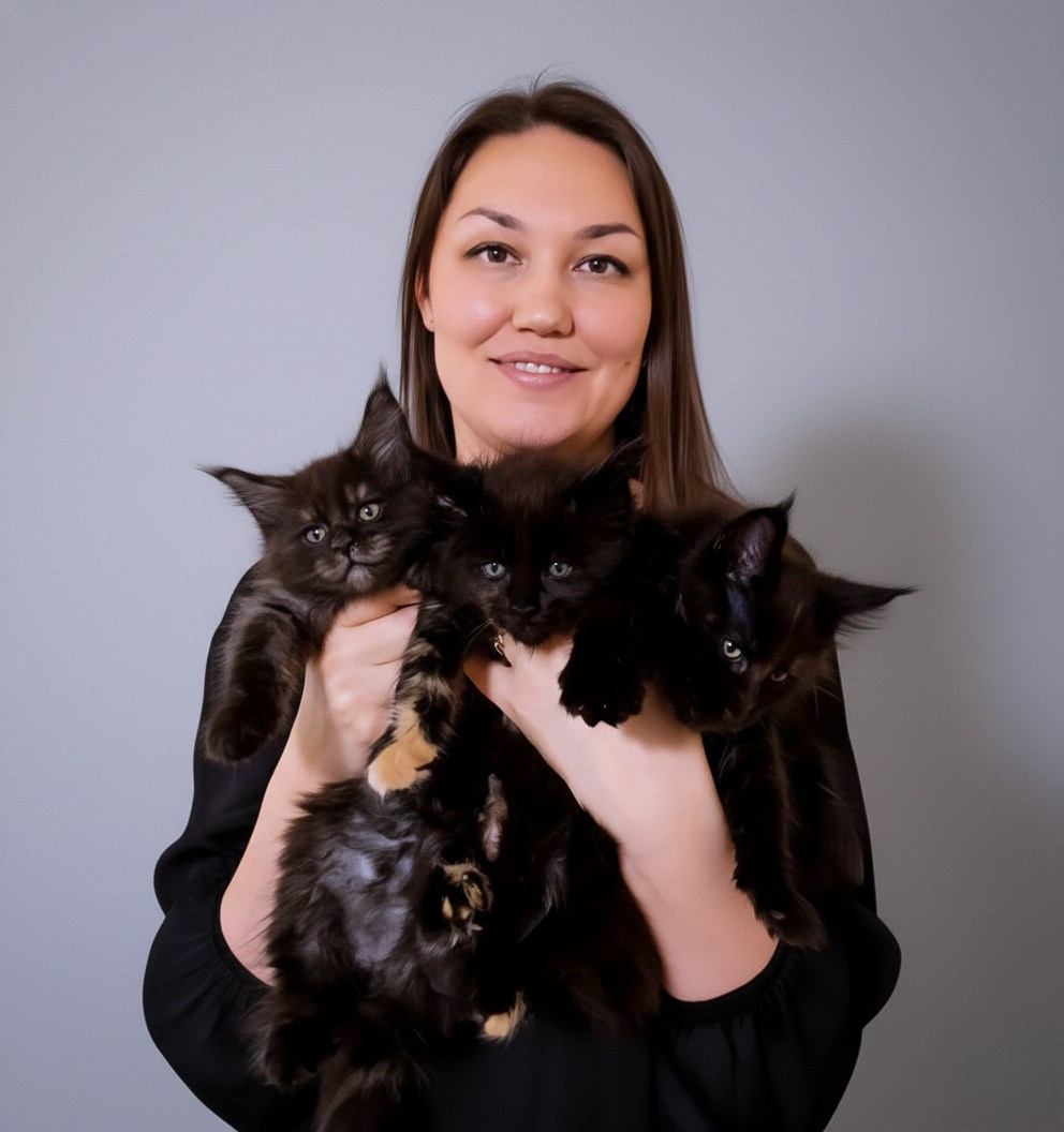 Kittens. Senator Cat — Maine Coon cattery