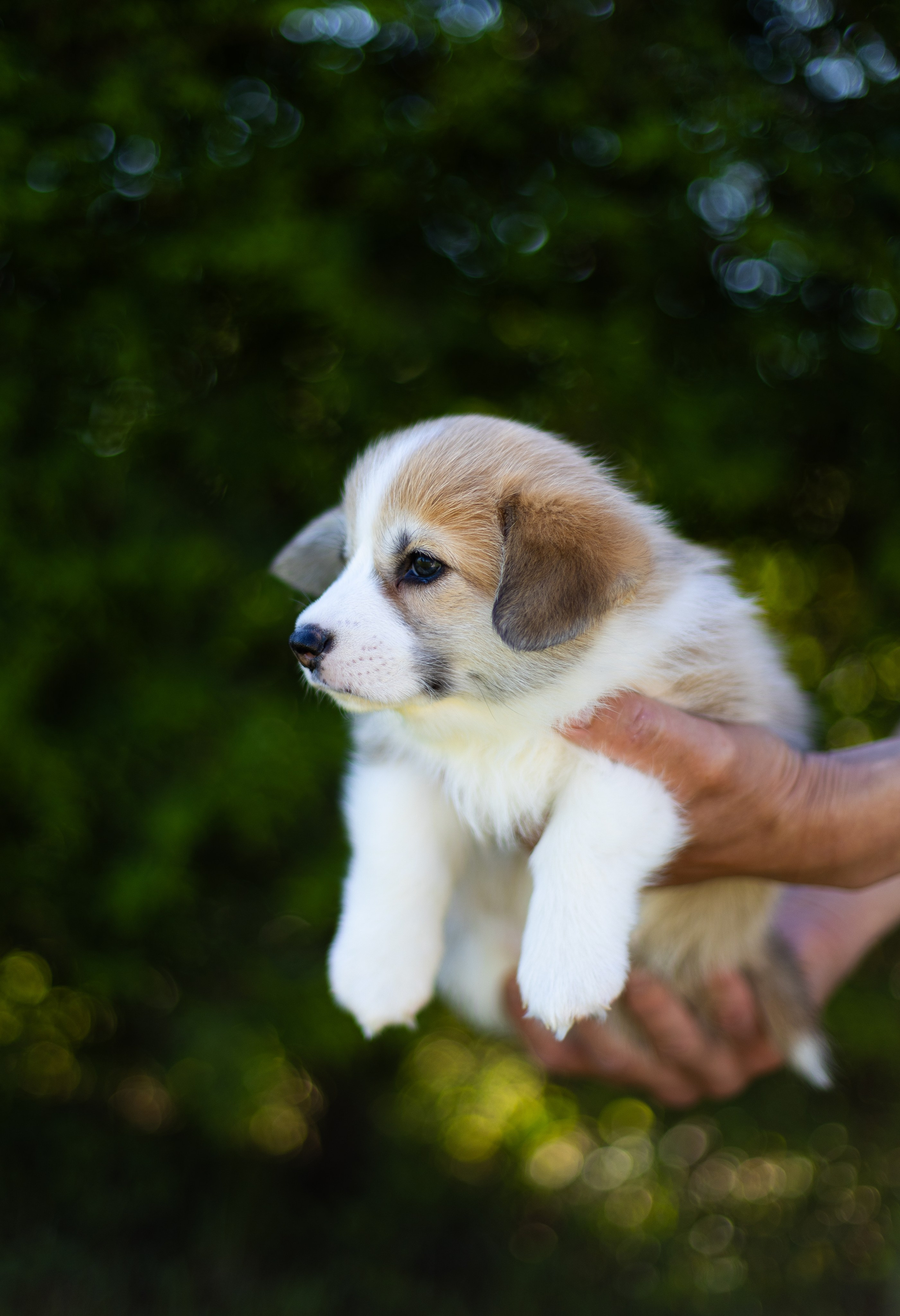 Pennut / puppies. Nordsunfower
