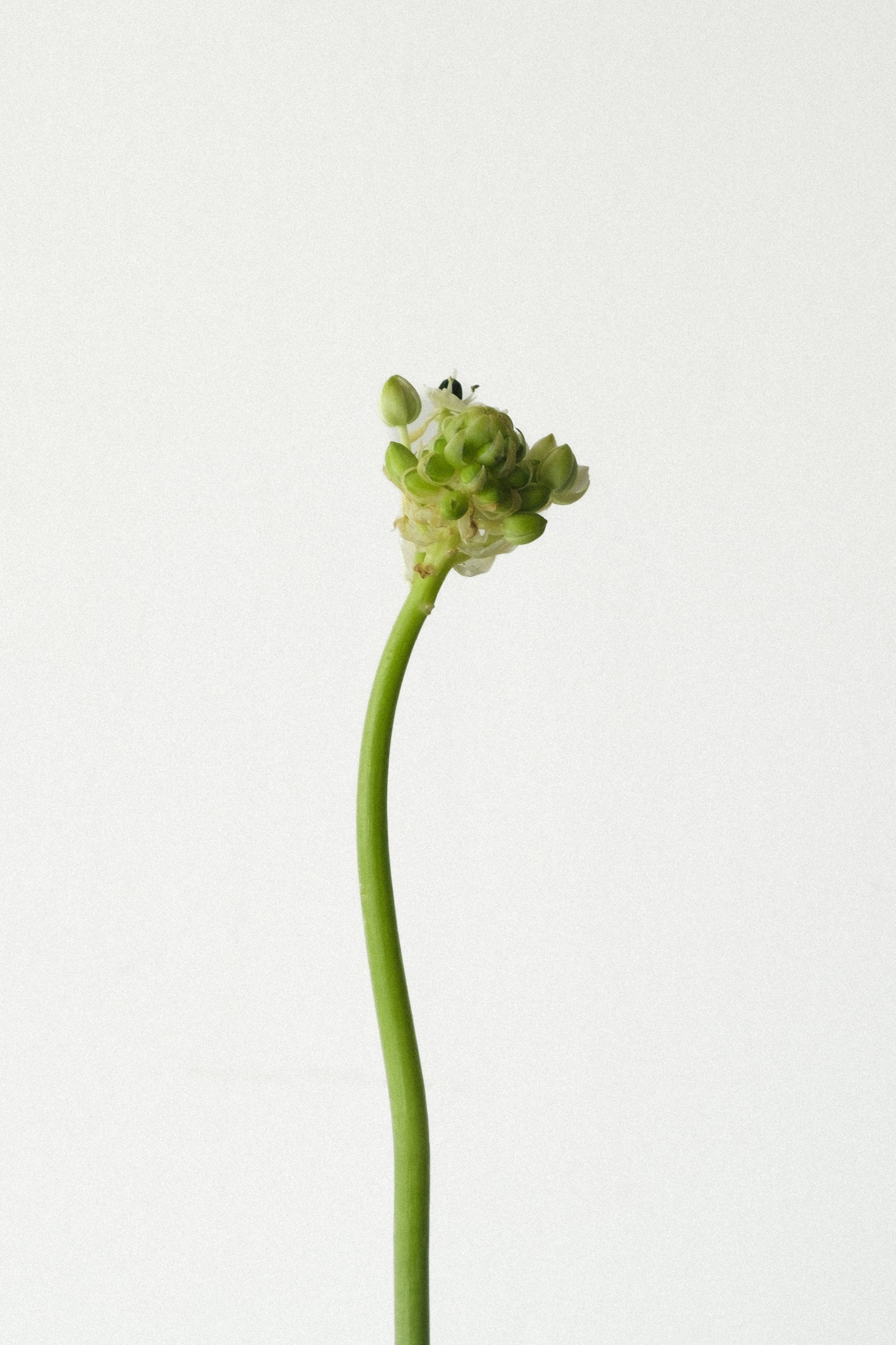 events, flowers, design, art direction