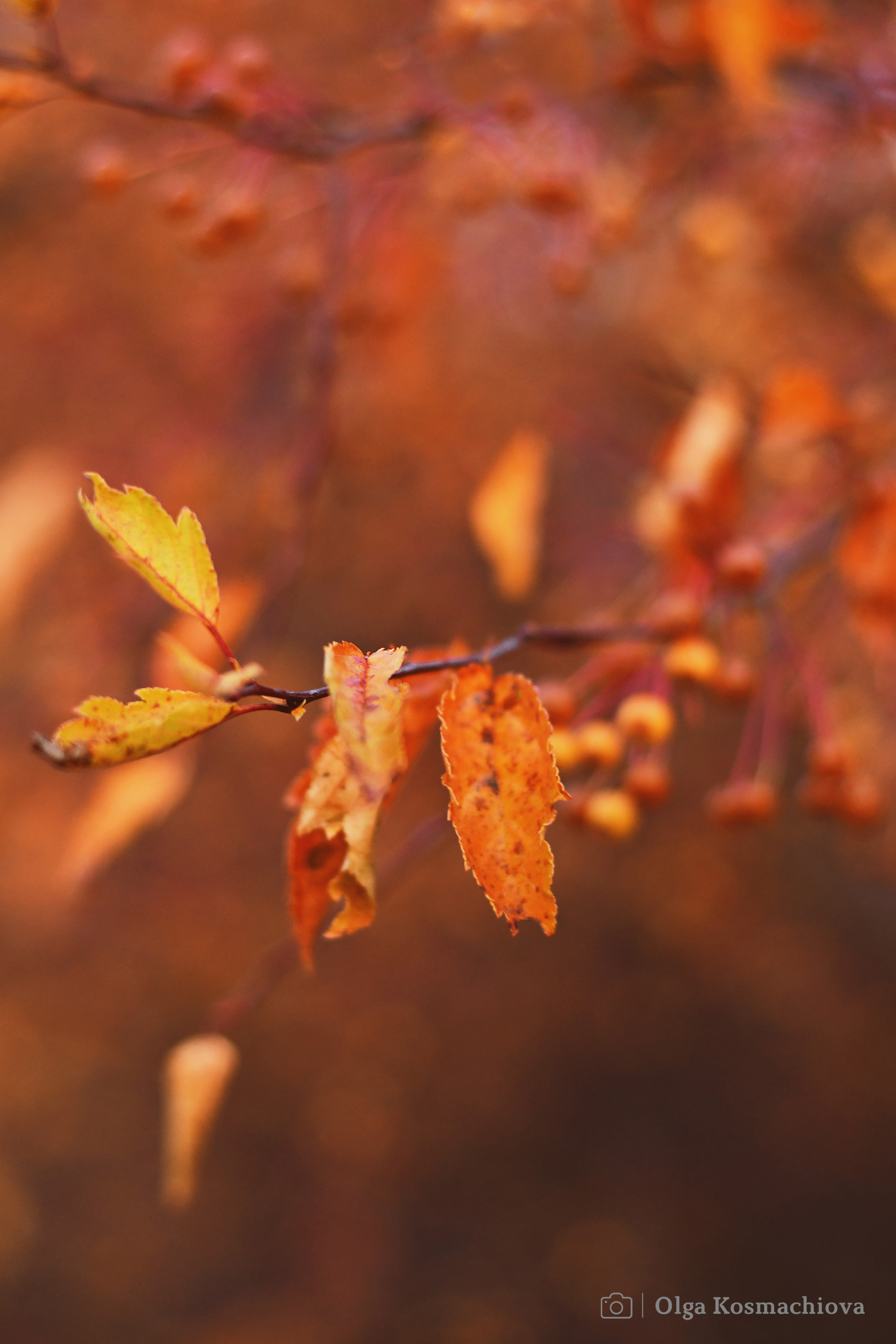 Fotografas Klaipėdoje ir Lietuvoje — Olga Kosmachiova Photography