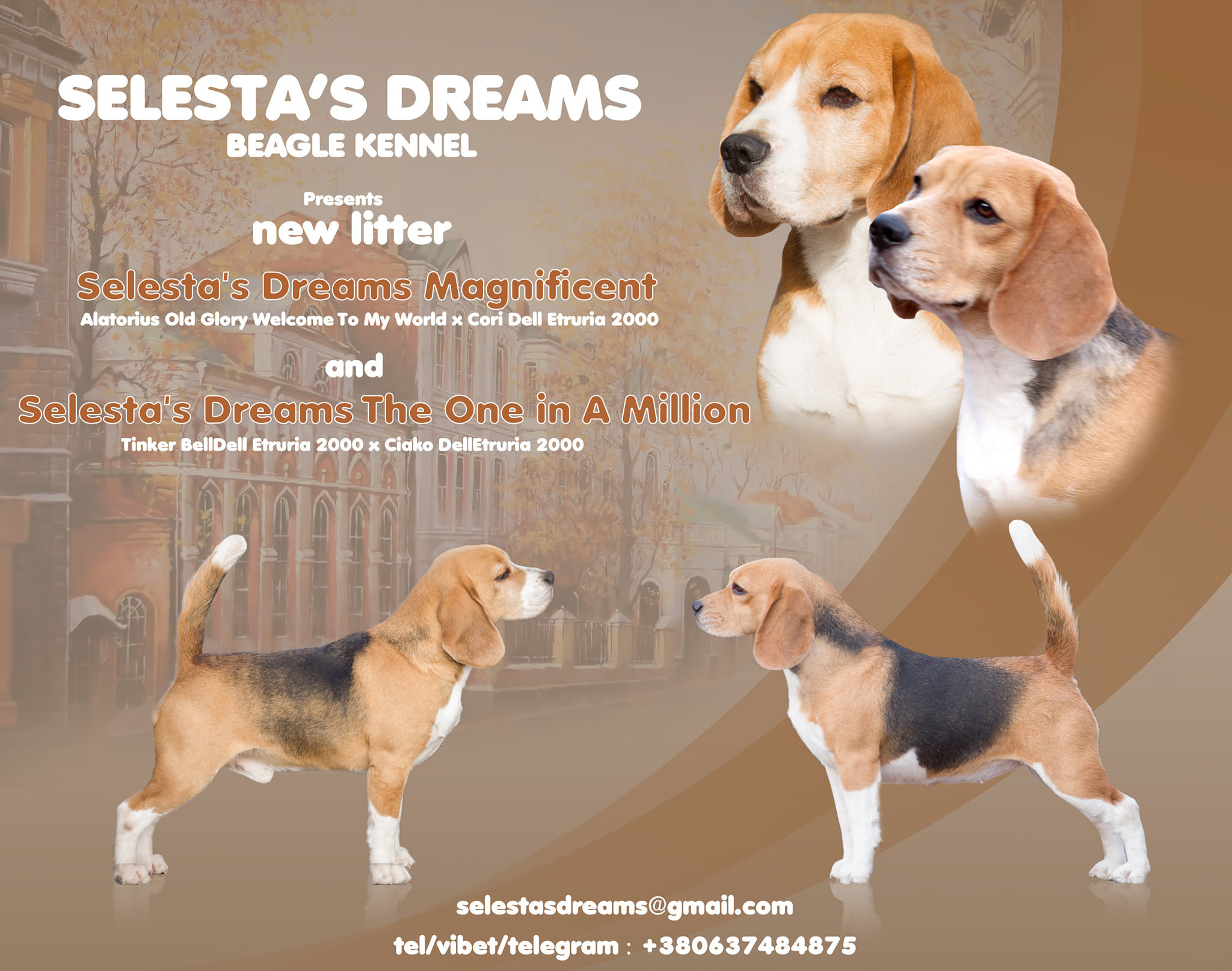 Puppies. Питомник биглей Selesta’s Dreams