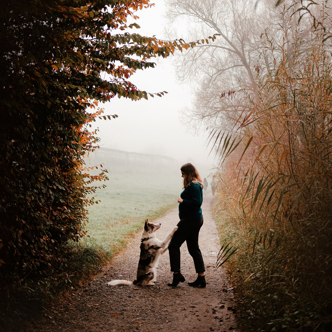 WITH PETS. Dog&Horse Photographer Switzerland