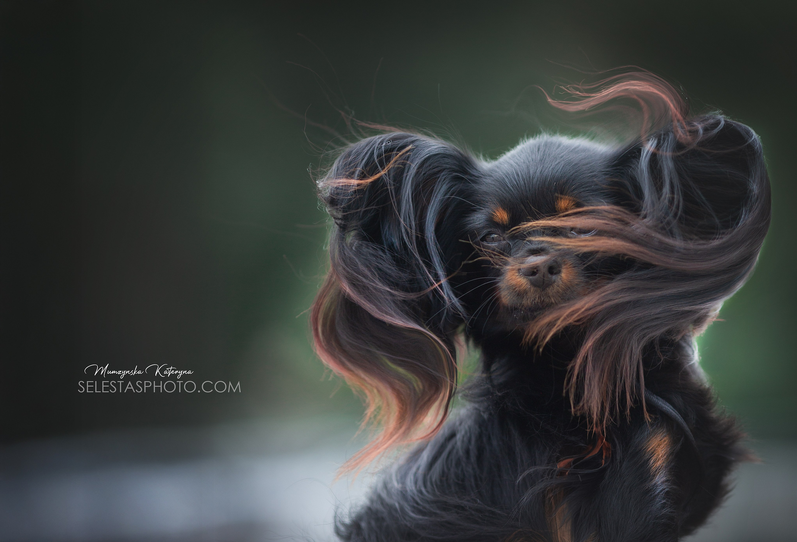 Номінації. MyPetPhotoAwards