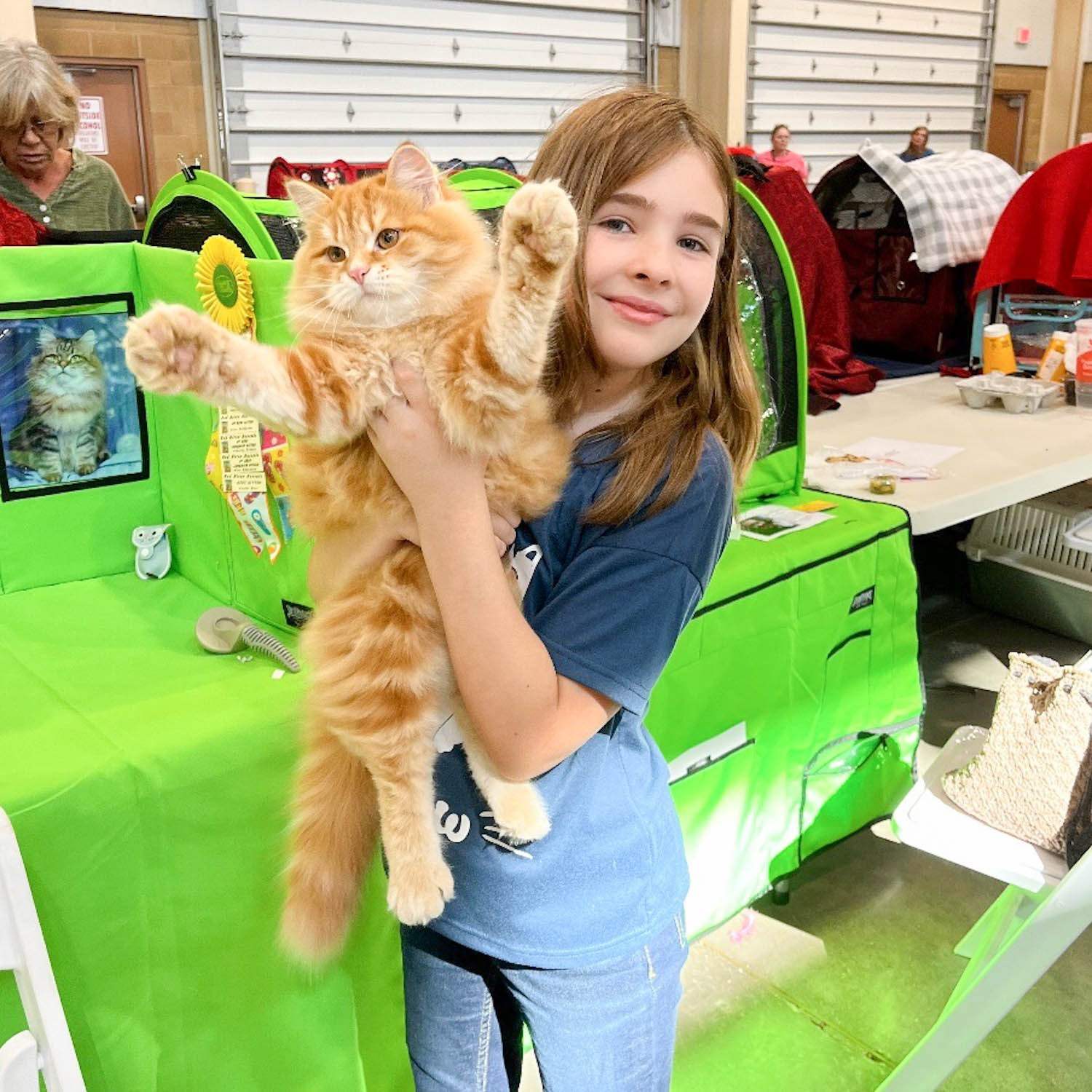 Red Siberian kitten held by a young girl at TICA cat show in Oklahoma