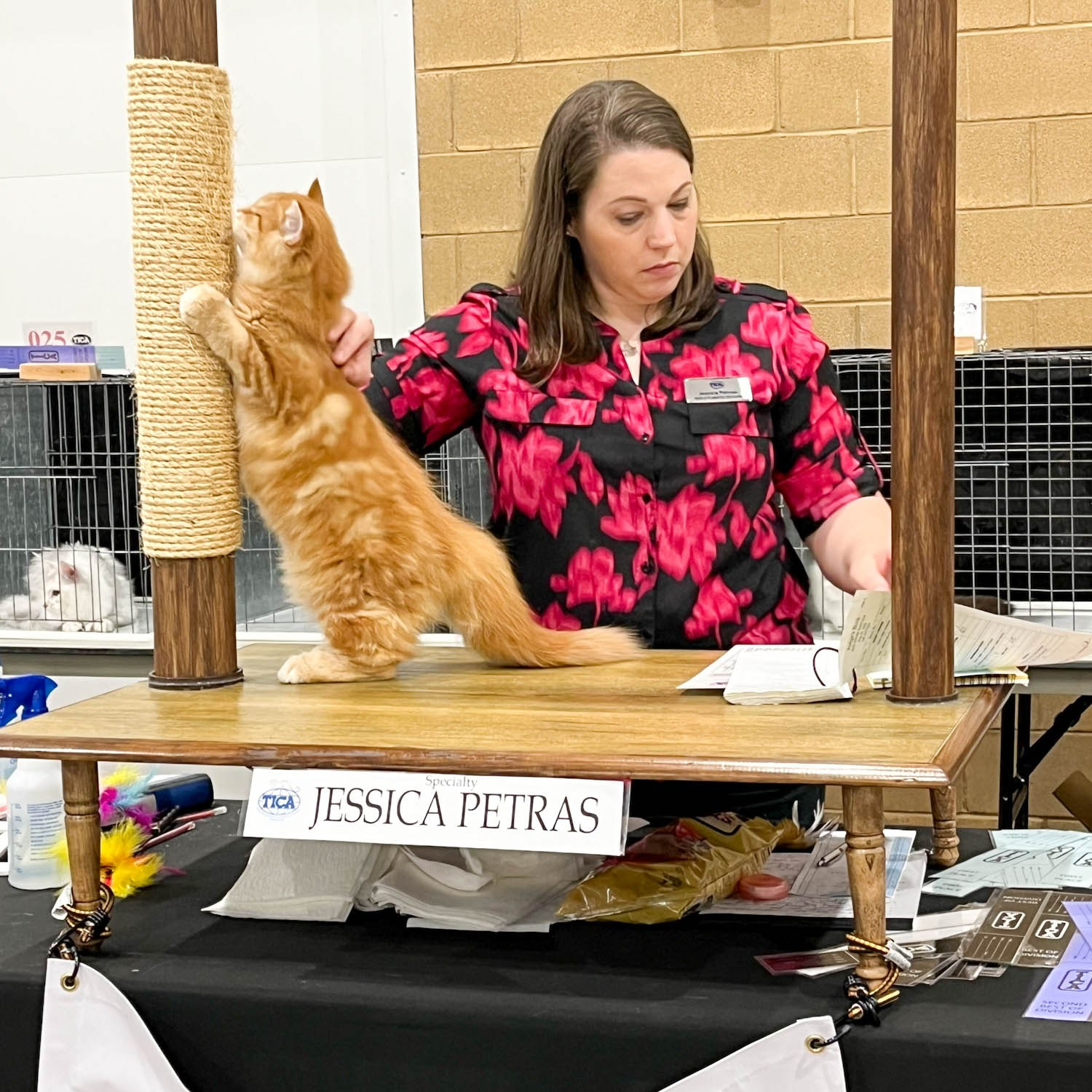 Red Siberian kitten climbing a scratching pole at TICA cat show