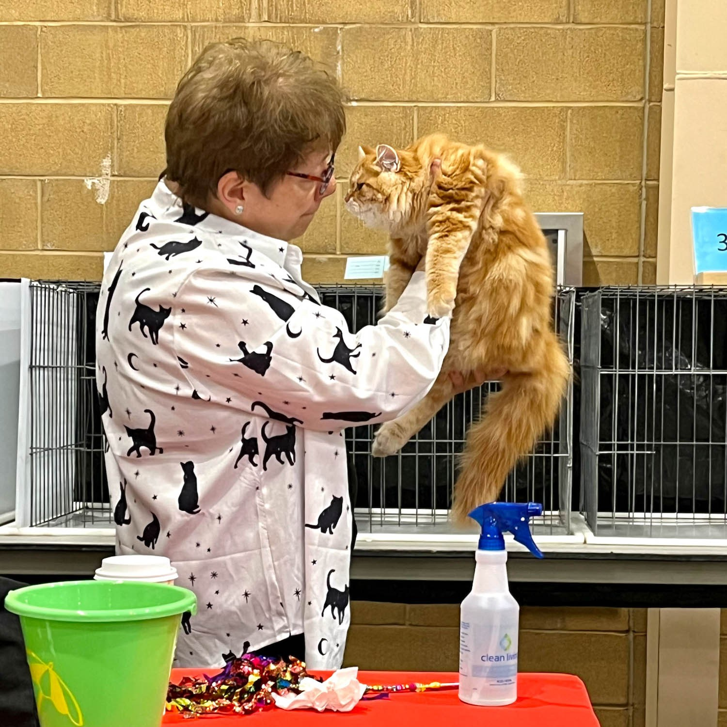 Red Siberian tabby kitten is being judged by TICA judge.