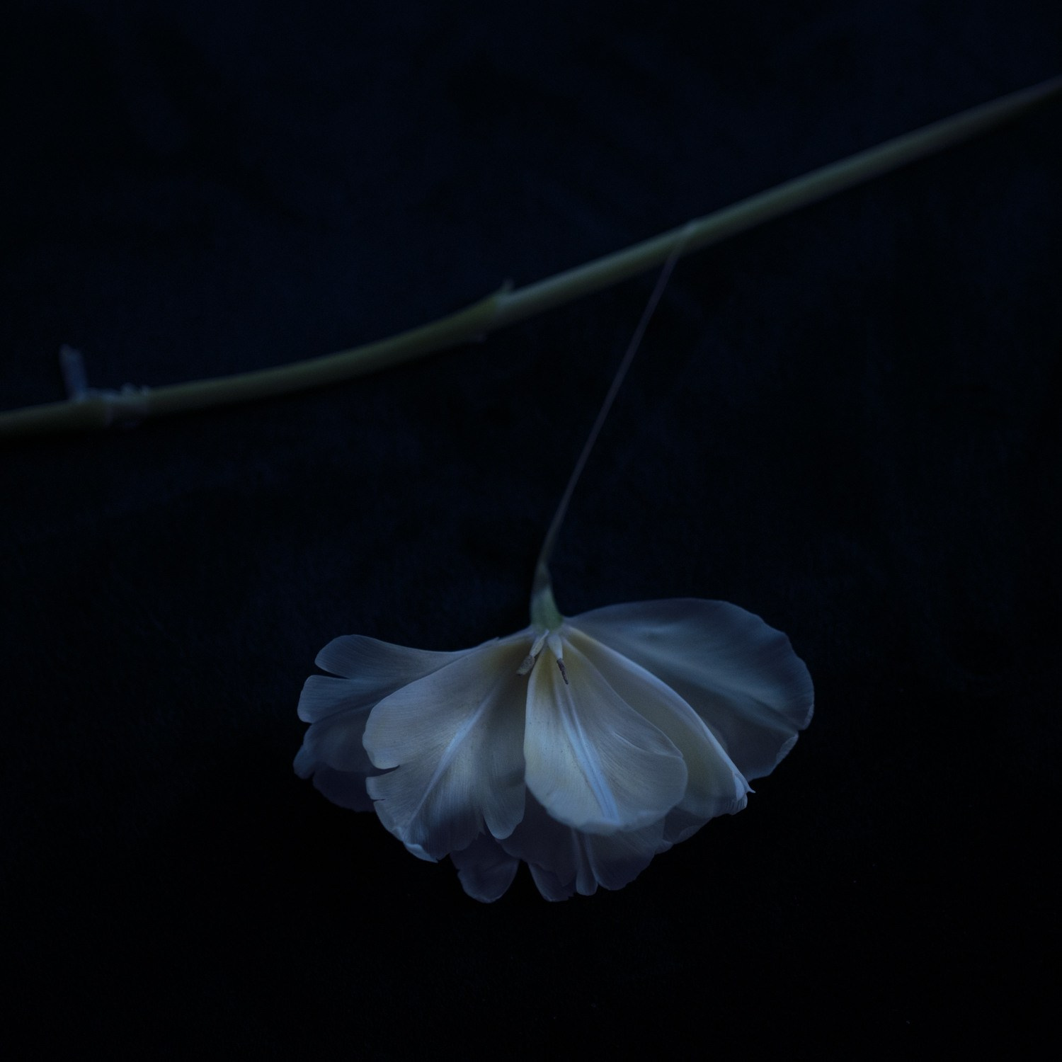 Landscapes of Home. Лило Даниелян | Visual artist