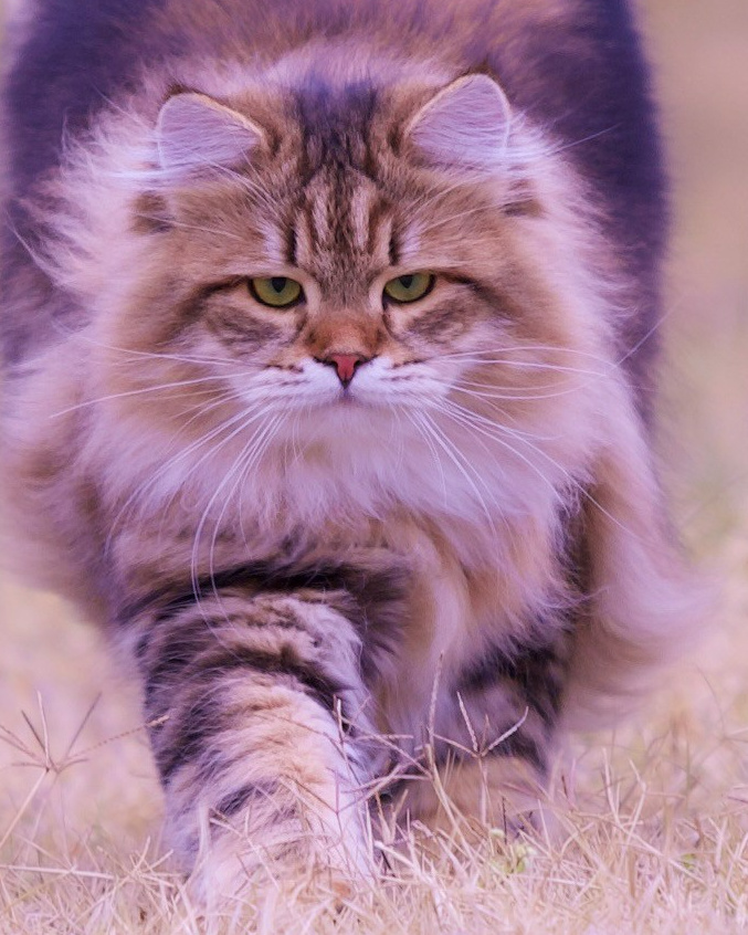 Siberian Kittens in Dallas TX | Traditional & Hypoallergenic | Astera Siberians. Astera Siberians |Hypoallergenic Kittens