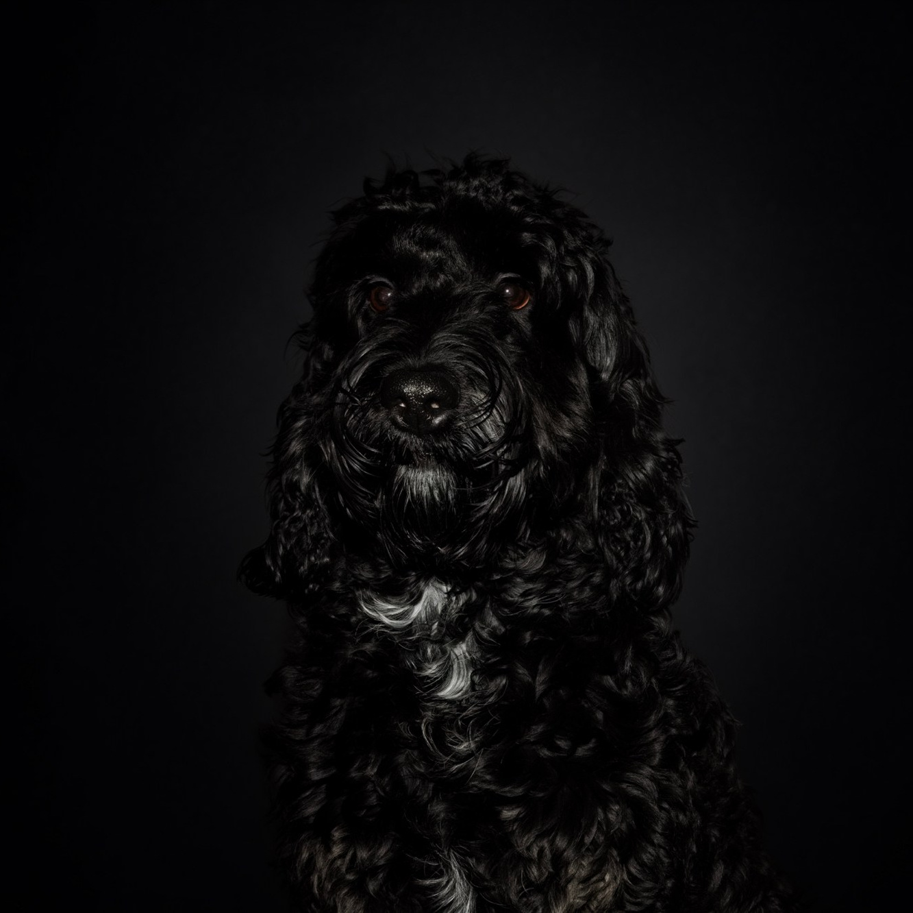 Dog & Cat Photographer Rotterdam | Natalia Olhova. Romantic & Soulful Photography by Natalia Olhova in Rotterdam