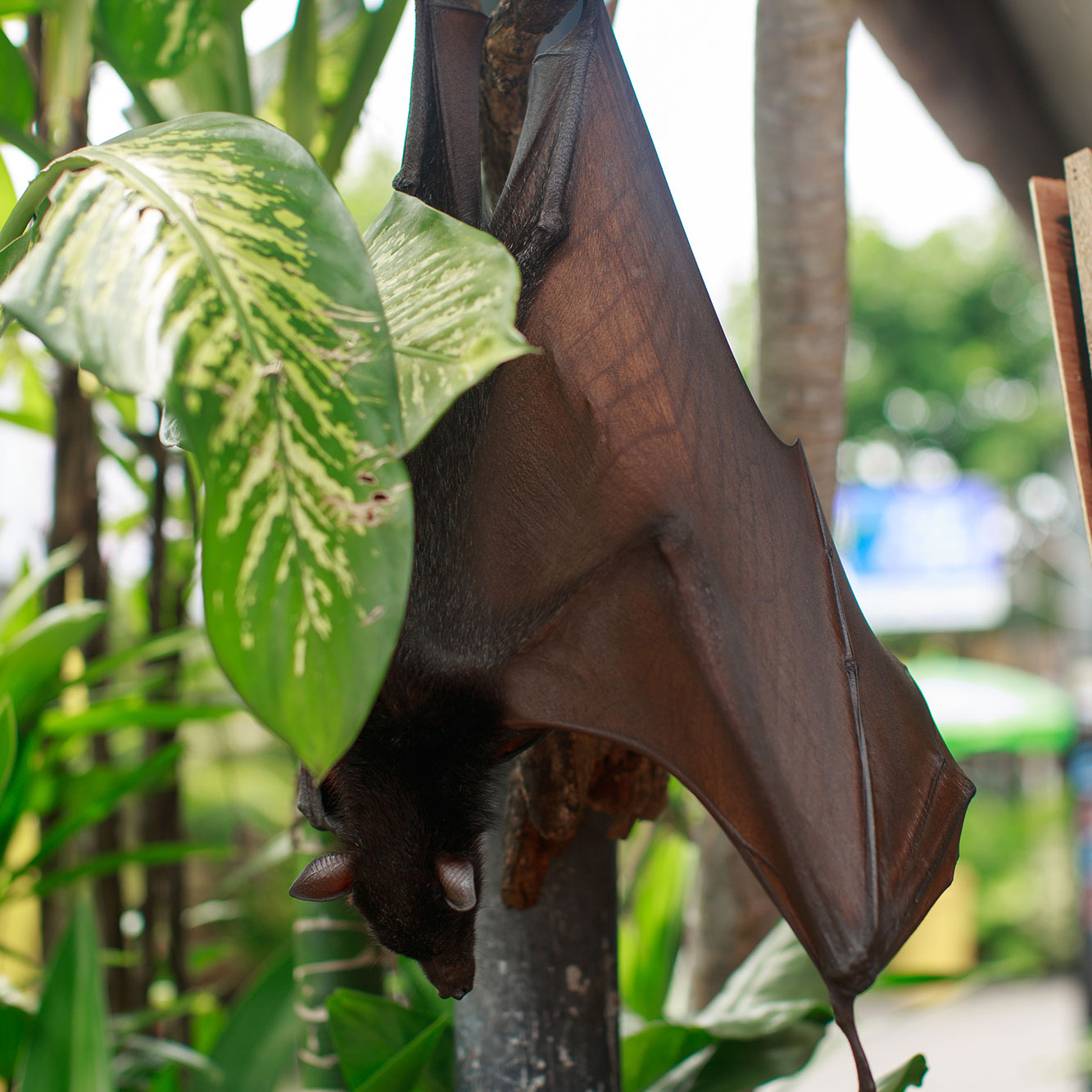 Bali - bazı fotoğraflar ve incelemeler içeren yerler