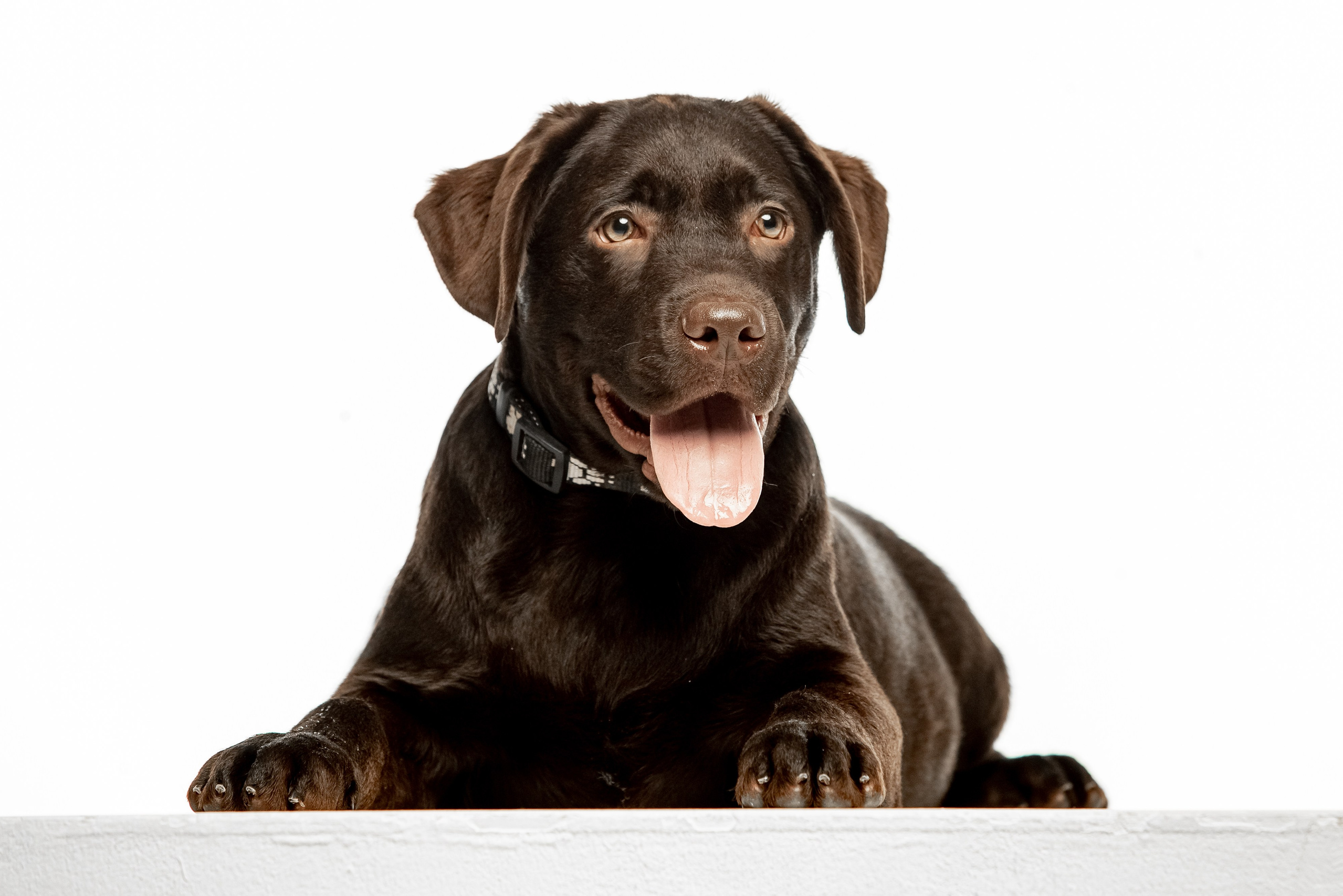 Цуценята шоколадного лабрадора. Цуценята лабрадор ретривера, Дніпро, Україна