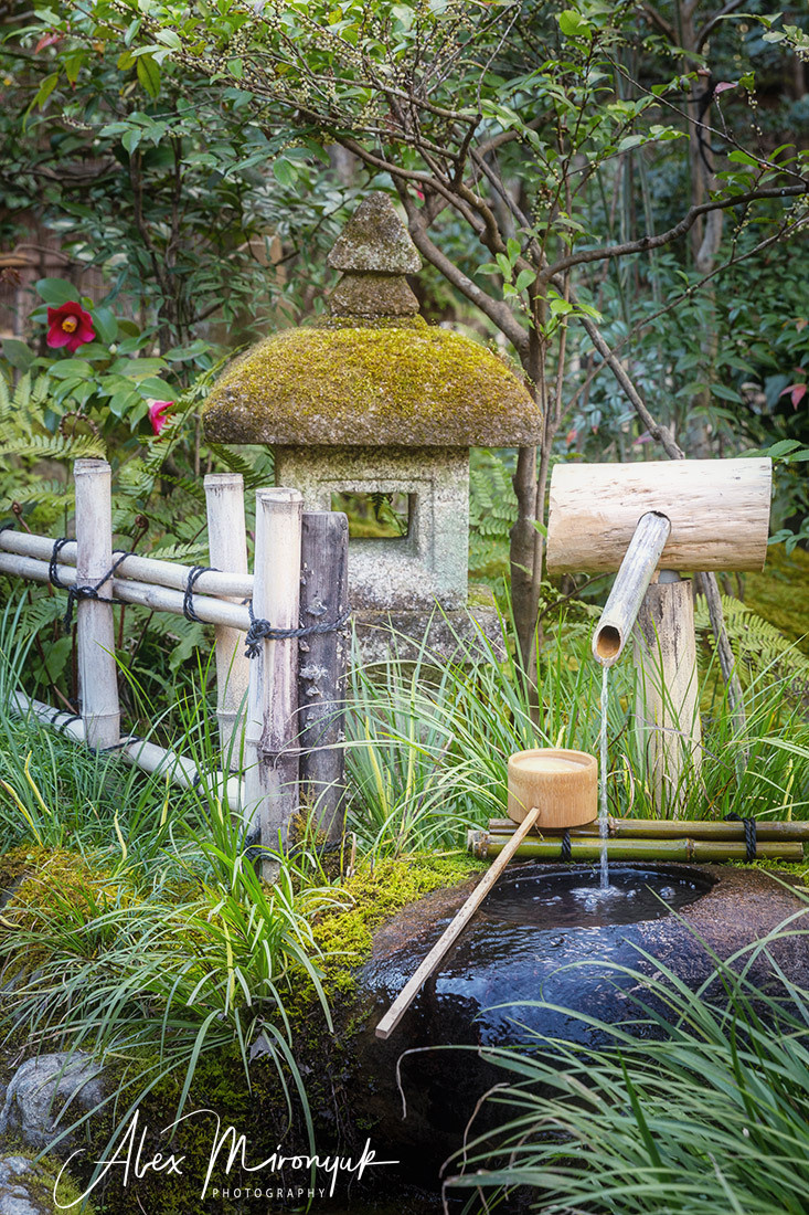 Momiji-gari Season In Japan. Pet, Senior, Landscape, portrait studio, photographer in Miami and Sou