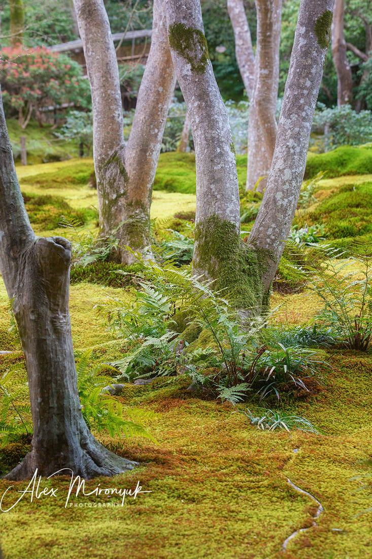Momiji-gari Season In Japan. Pet, Senior, Landscape, portrait studio, photographer in Miami and Sou