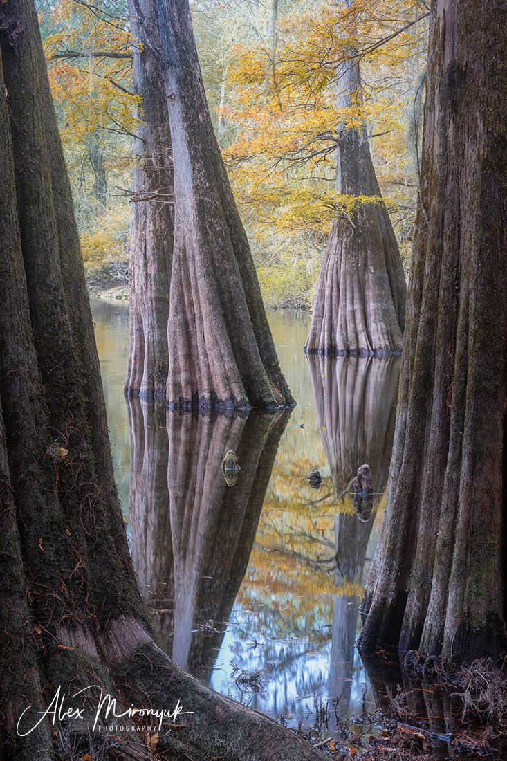 Cypress Swamps Adventure. Alex Mironyuk Photography