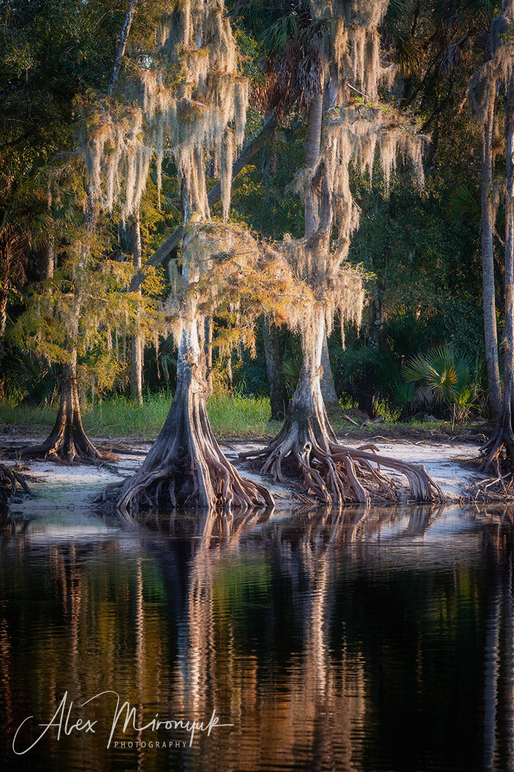 Winter in Florida. Pet, Senior, Landscape, portrait studio, photographer in Miami and Sou