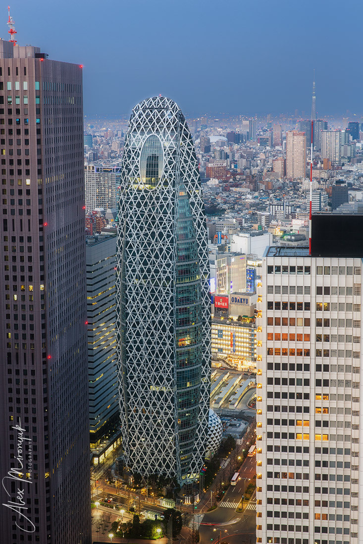 Momiji-gari Season In Japan. Pet, Senior, Landscape, portrait studio, photographer in Miami and Sou