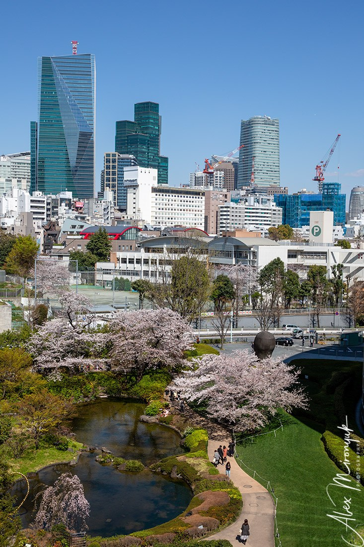 Hanami Season in Japan. Pet, Senior, Landscape, portrait studio, photographer in Miami and Sou