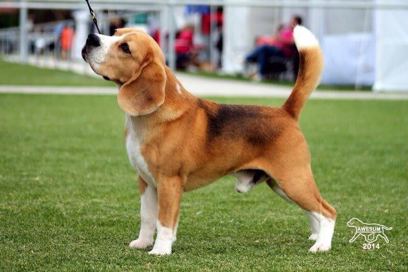 Про нас. Розплідник біглей в Україні