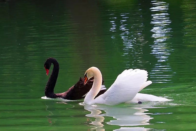 COLABORATORI. Bogdan Vancea | Fotograf Nunta Ploiești