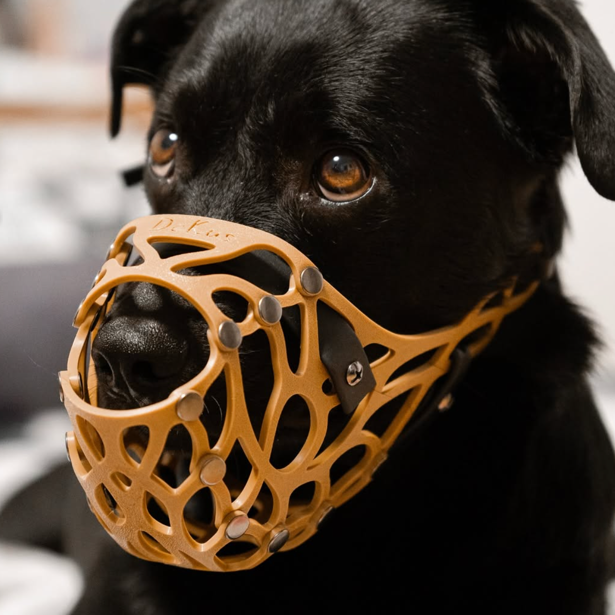 Подарунки. Фотограф-анімаліст Київ