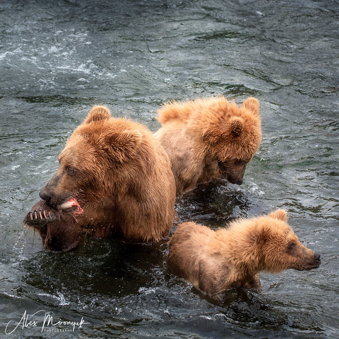 Alaska-2019. Alex Mironyuk Photography