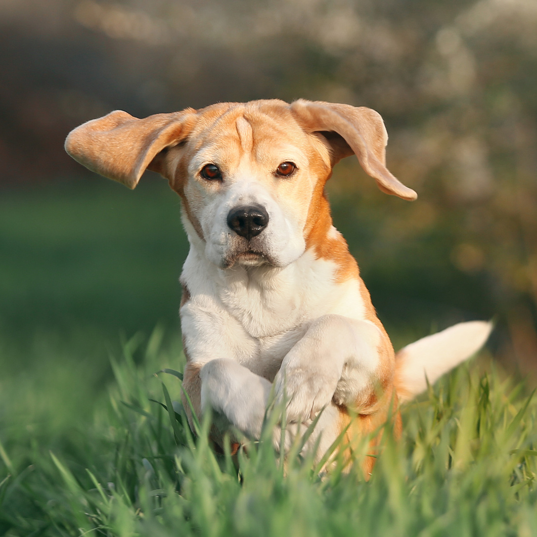 About. Pet photographer Kateryna Mumzhynska