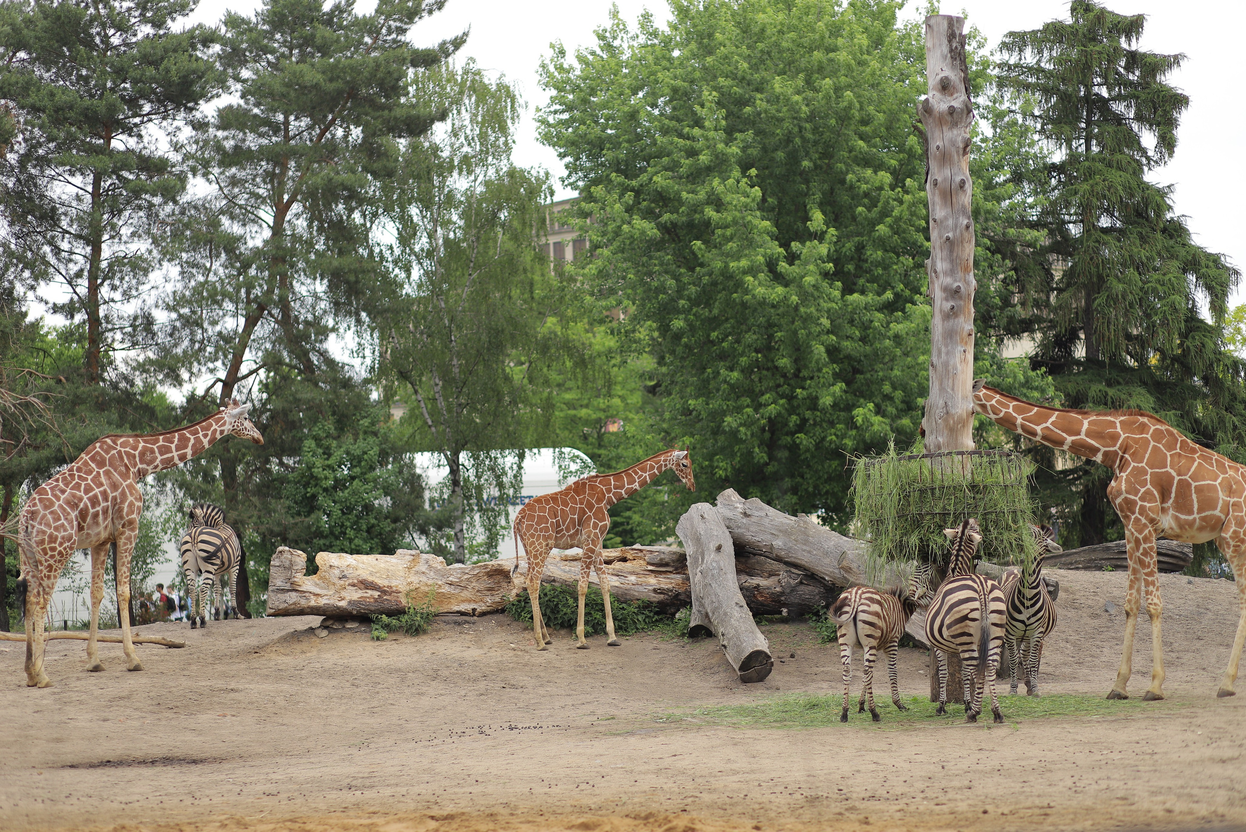 Жирафи в зоопарку Вроцлава їдять листя
