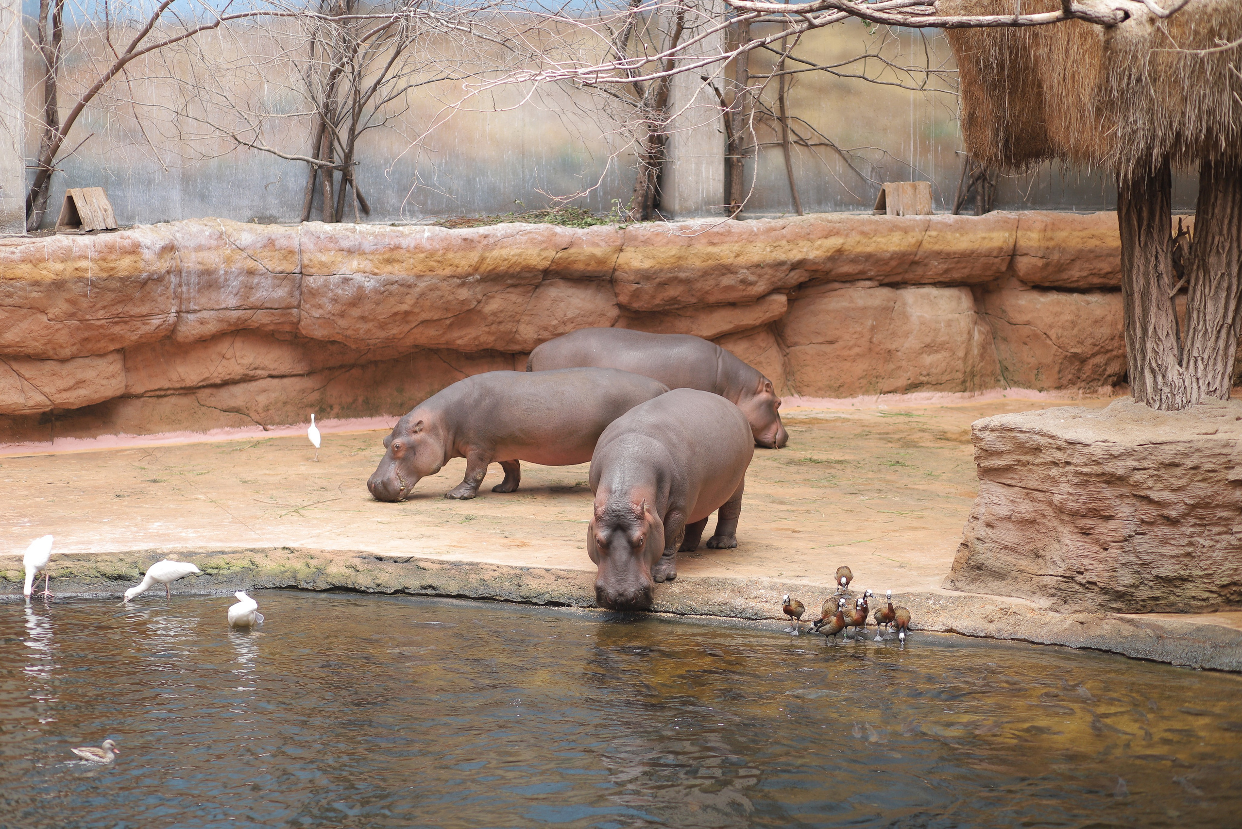 Бегемоти в океанаріумі зоопарку Вроцлав