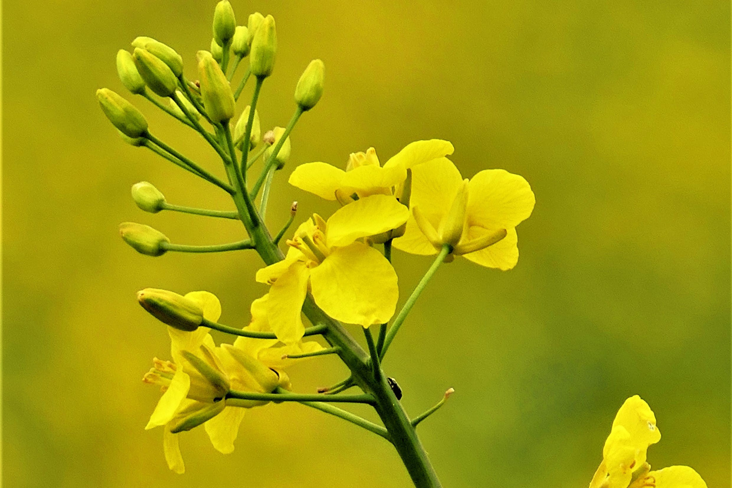 Ріпак, сільськогосподарськоге насіння