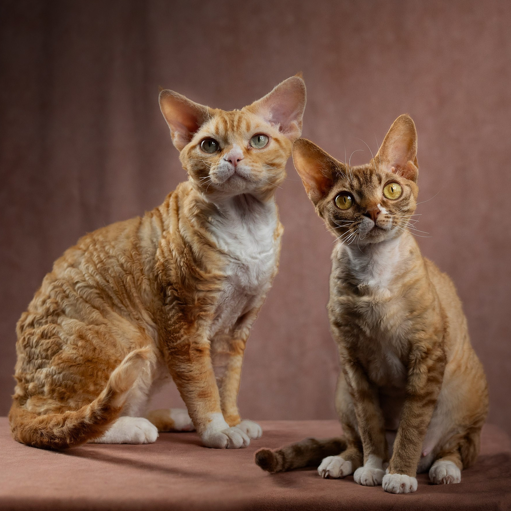 KITTENS. Devon Rex Pixie Cattery