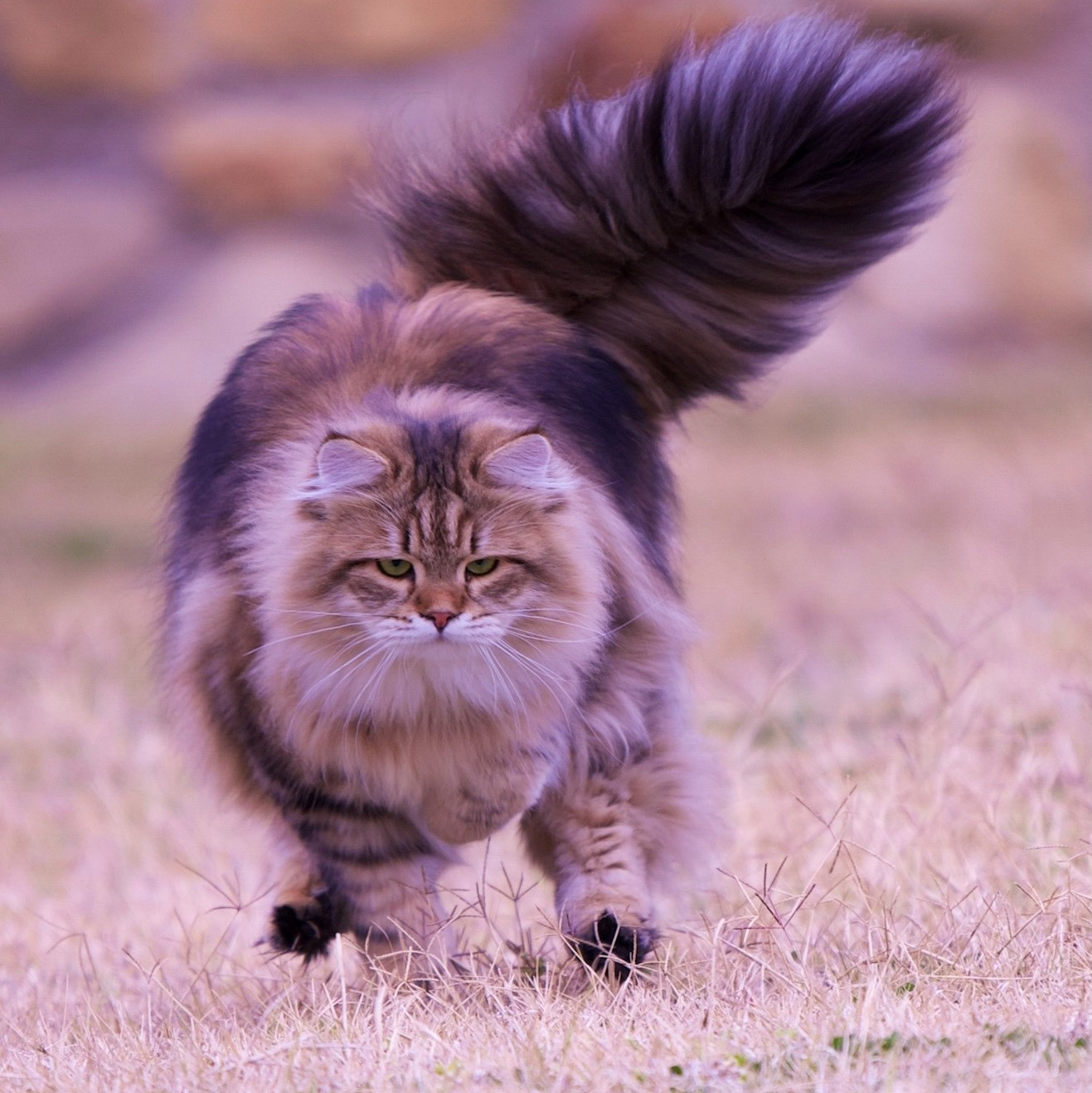 Brown tabby hypoallergenic Siberian cat walking outdoors with full plume tail - strong and agile Russian breed