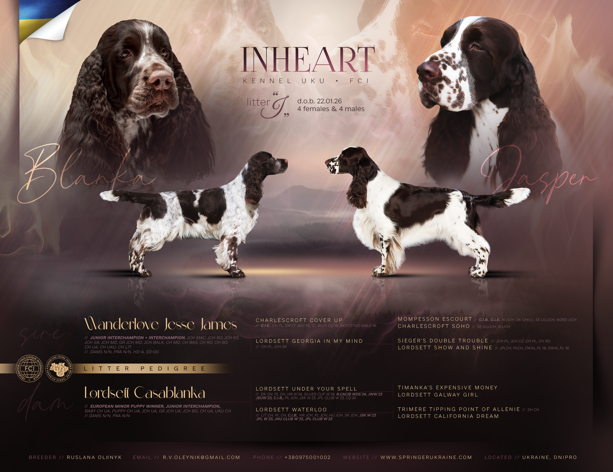 English Springer Spaniel litter January 2026 overview with pedigree and titles