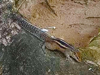 Шри-Ланка — Мальдивы. Mannequins, design, decoration, handmade, photographe…