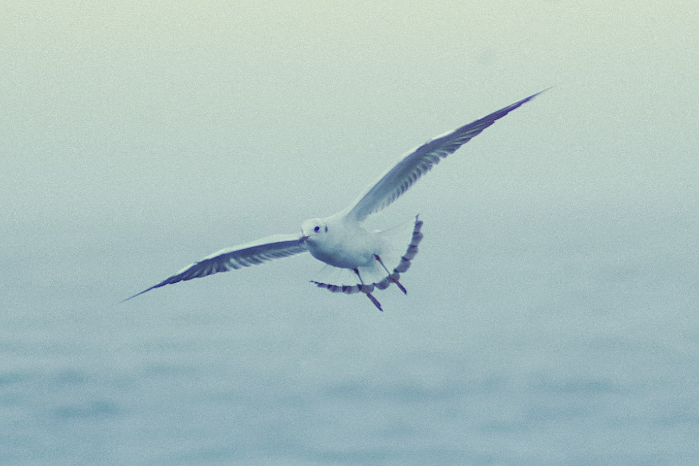 SERVICES. Photographer in Brasov Romania — Portrait, Family & Love Story Photography by Olga Volkova