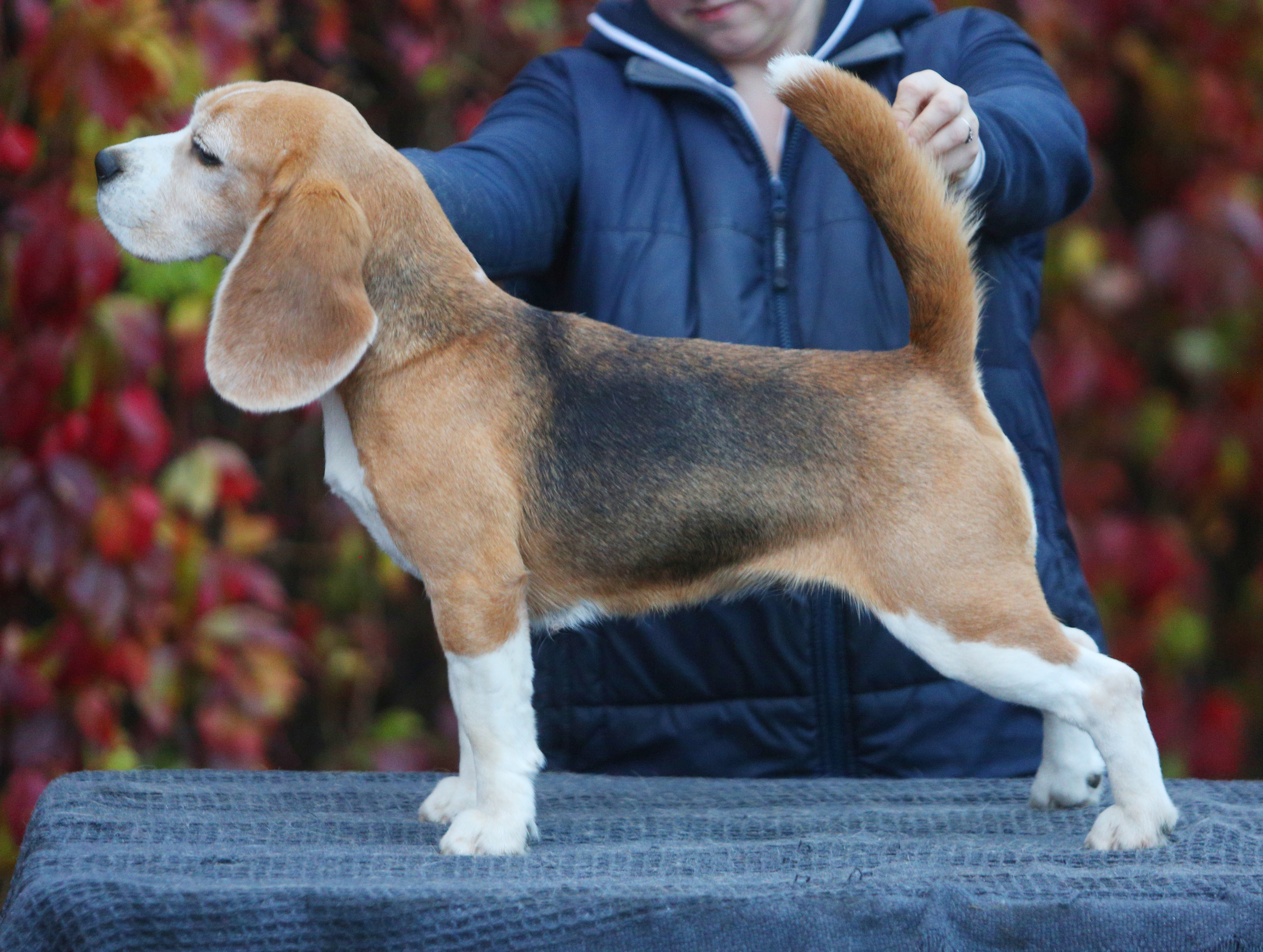 Tula. Питомник биглей Selesta’s Dreams