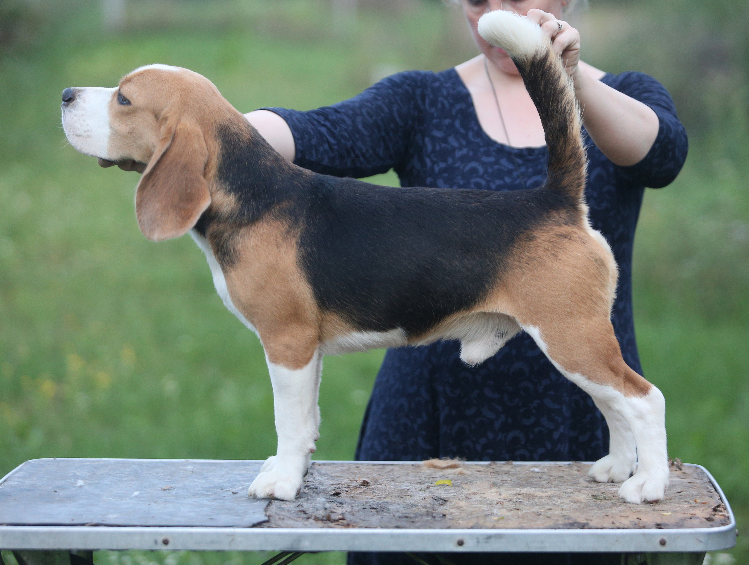 Ден. Питомник биглей Selesta’s Dreams