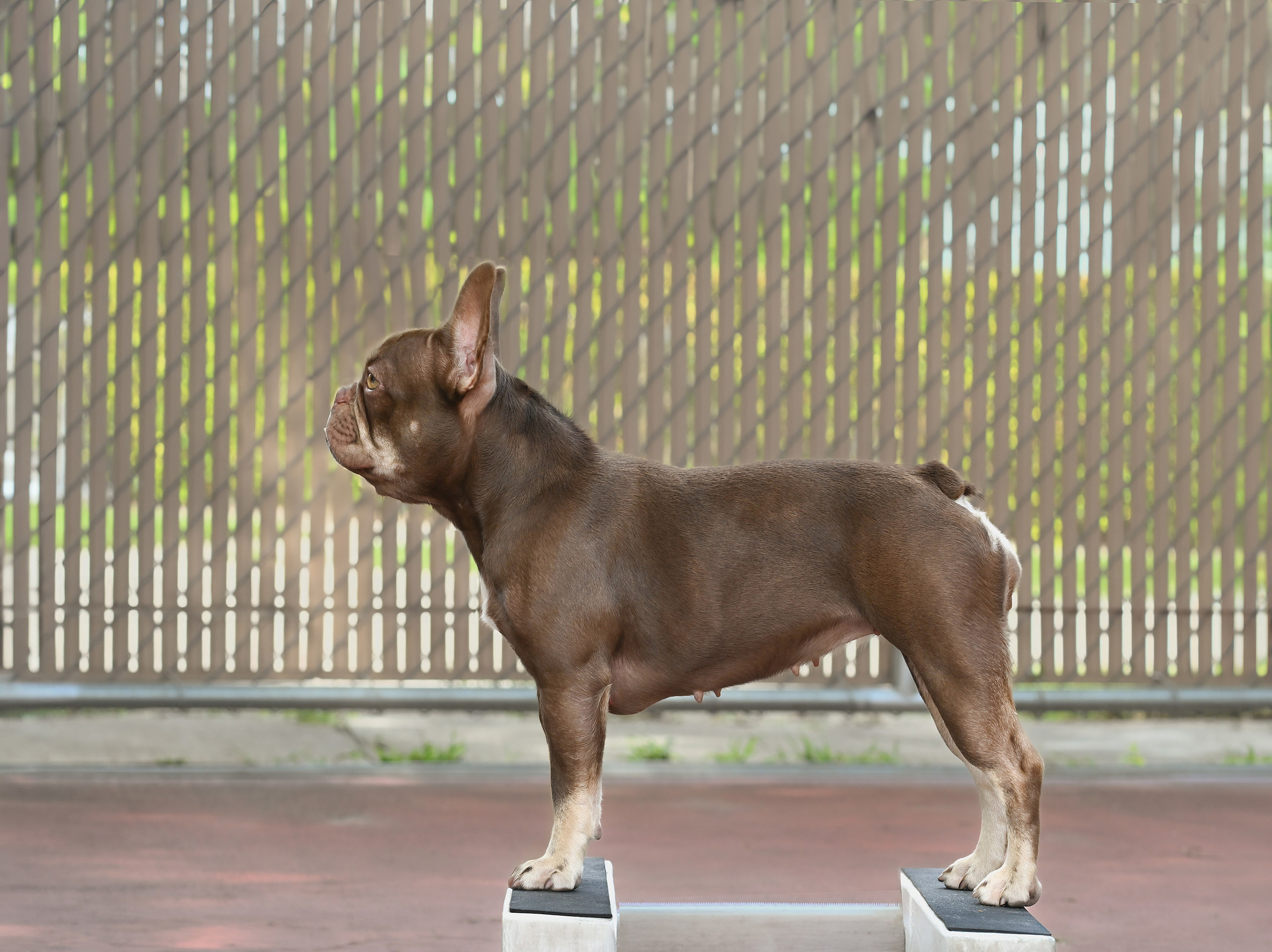 Special Services. Katerina Royter Pet Photographer North Florida