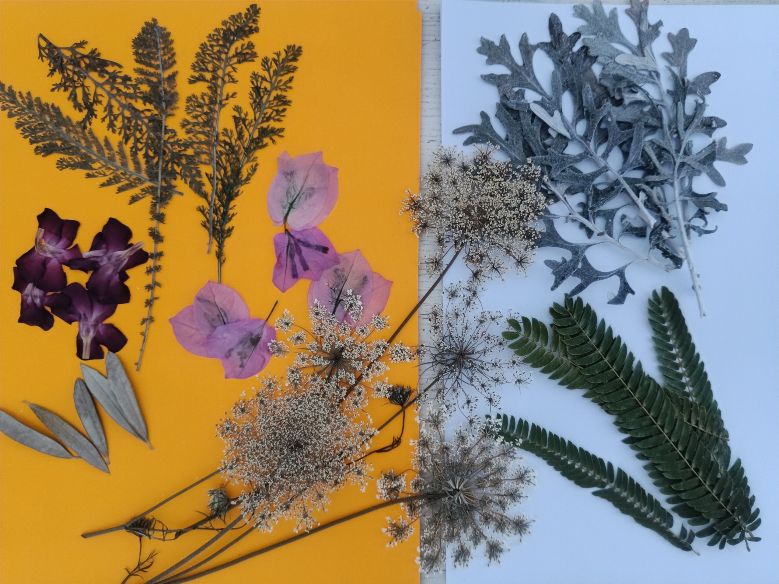 Suradnja Herbarij studija i Udruge Mala filozofija. Herbarij studio