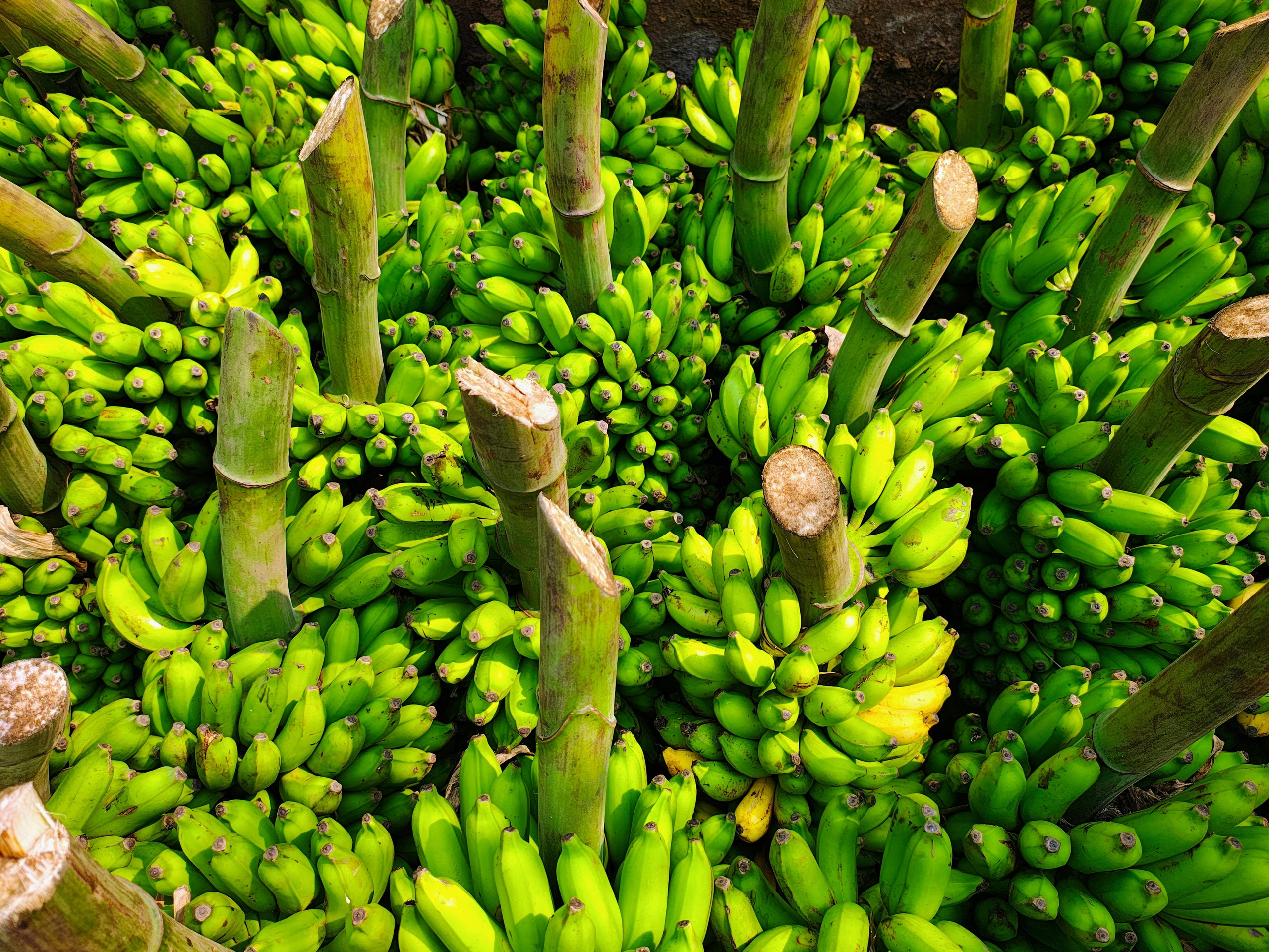 Grow Peat: Unleashing the Potential of Williams Bananas with Potassium Humate. Boost Plant Growth with Organic Fertilizers: Our Effective Solution
