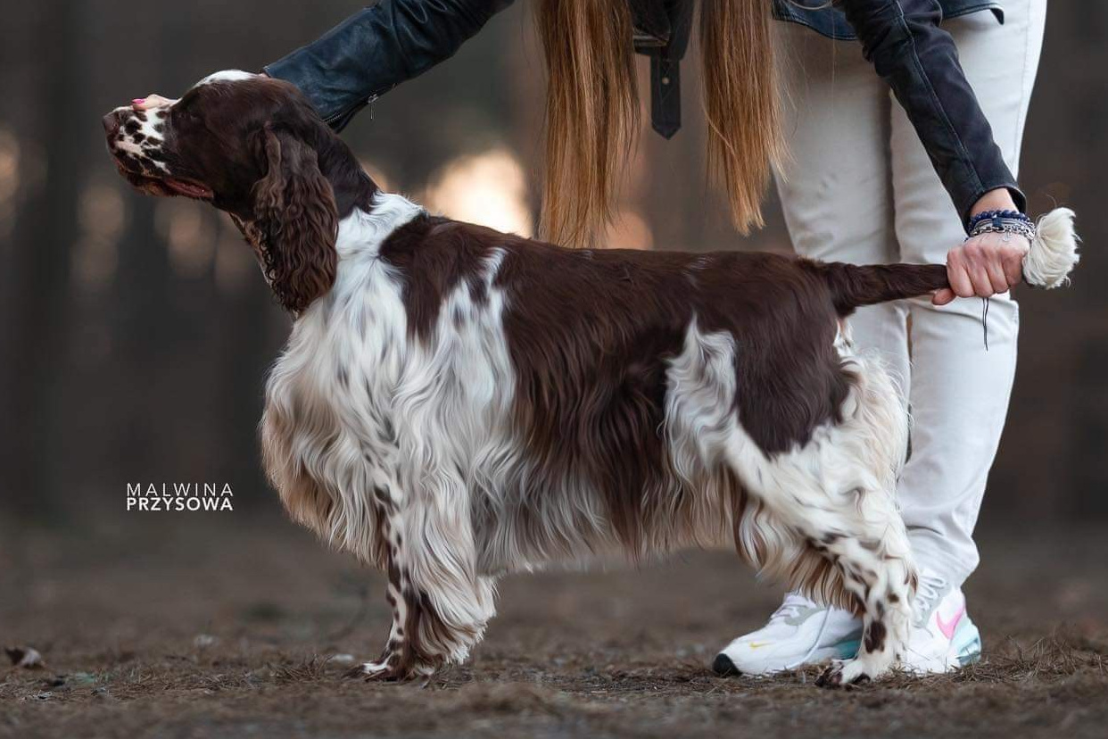 english springer spaniel Lordsett Georgia on My Mind