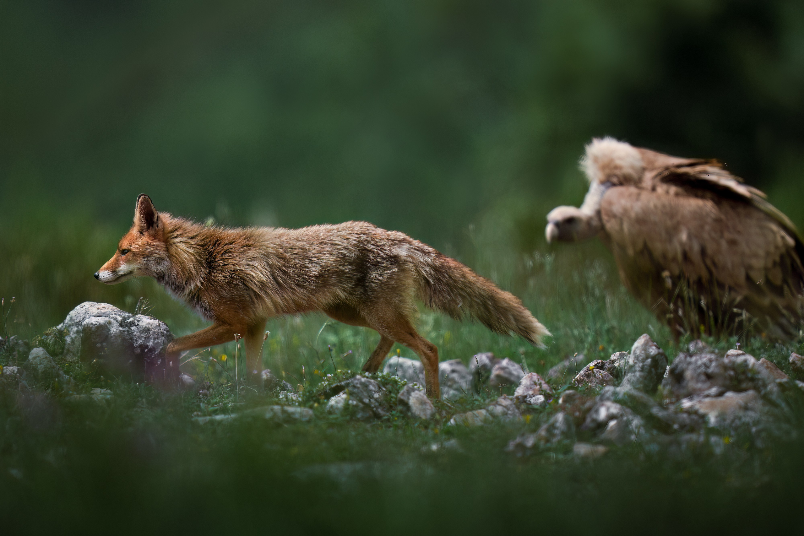PRIVATE IMMERSIVE WILDLIFE WORKSHOP · SPAIN. Fine art wildlife photographer Alexandra Surkova