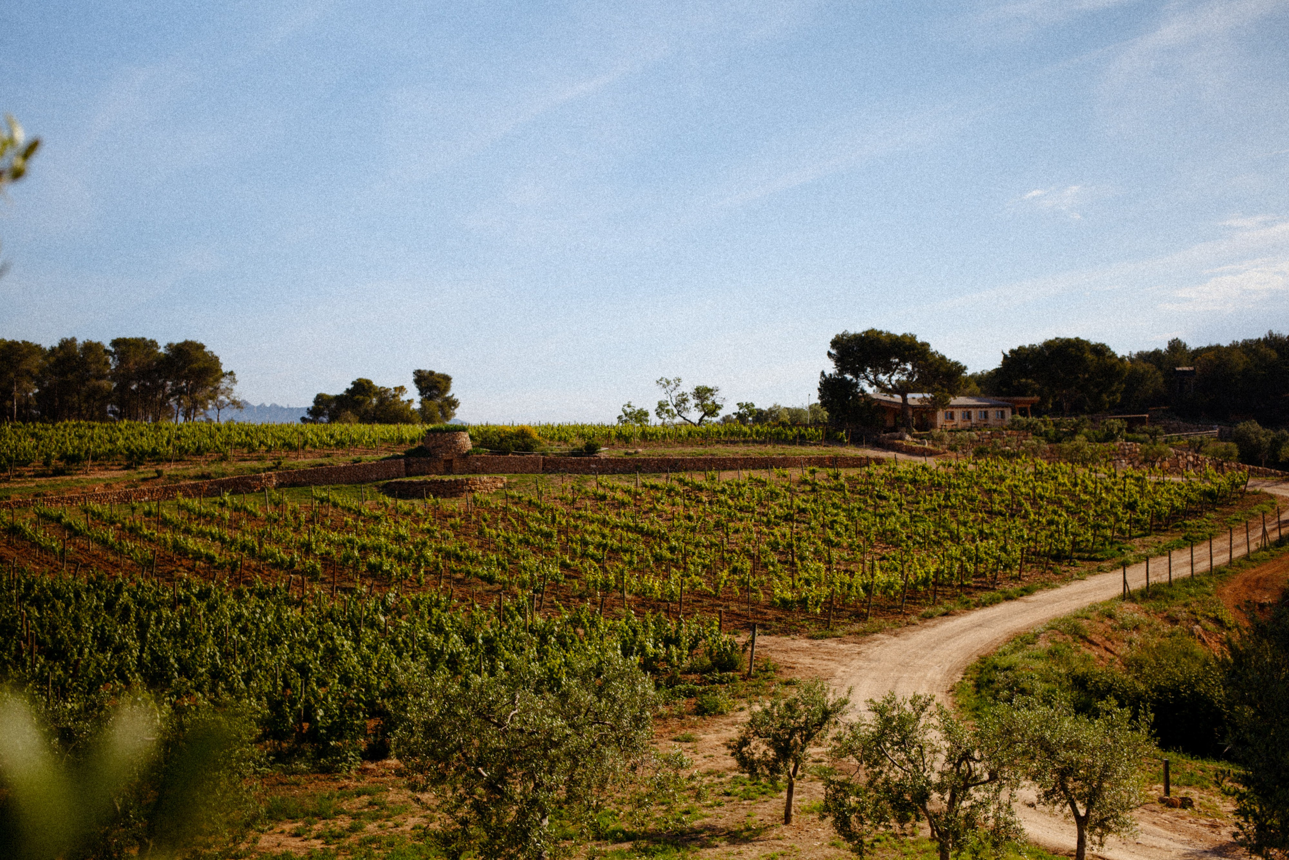 Vineyard landscape at Gramona with daylight