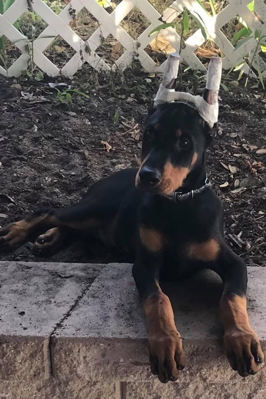 FAQ. Spumanti Dobermans