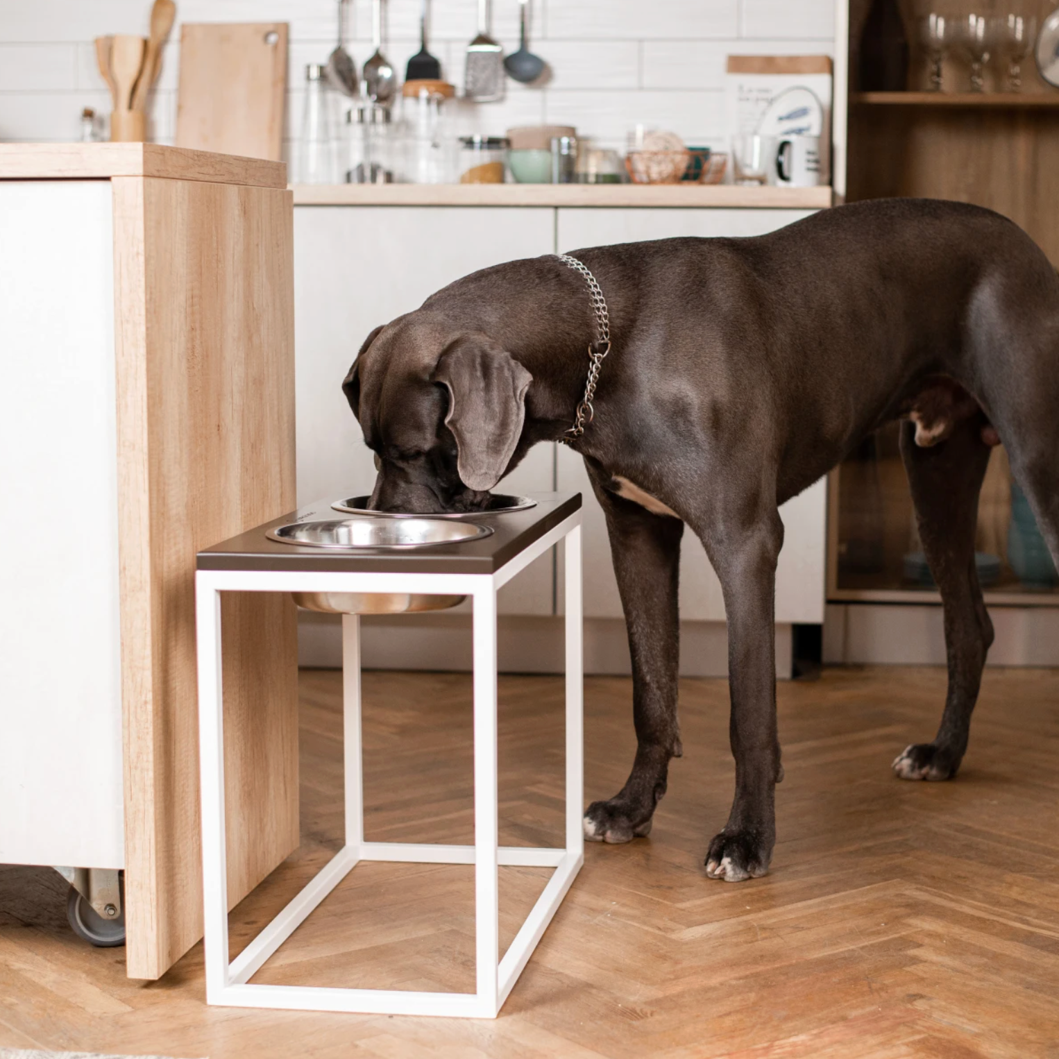 Подарунки. Фотограф-анімаліст Київ