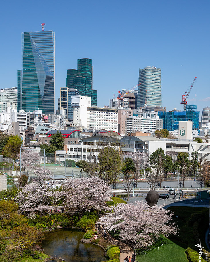 Momiji-gari Season In Japan. Pet, Senior, Landscape, portrait studio, photographer in Miami and Sou