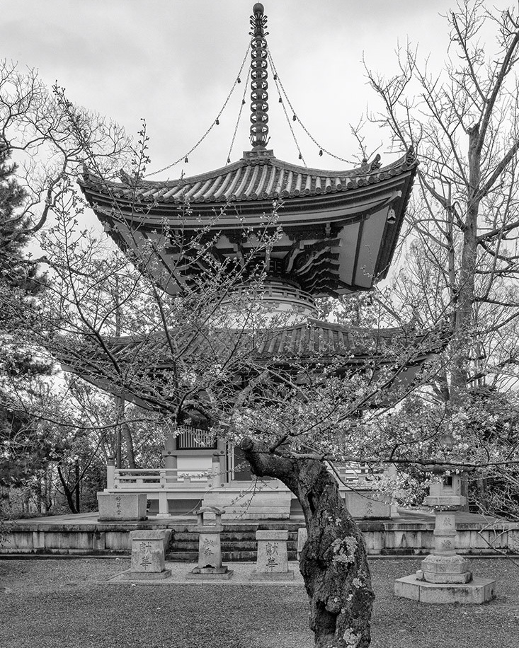 Momiji-gari Season In Japan. Pet, Senior, Landscape, portrait studio, photographer in Miami and Sou